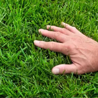 Lawn Maintenance