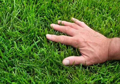 Fertilization