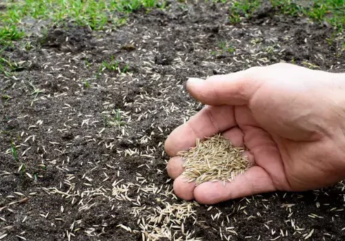 Sod and Seeding